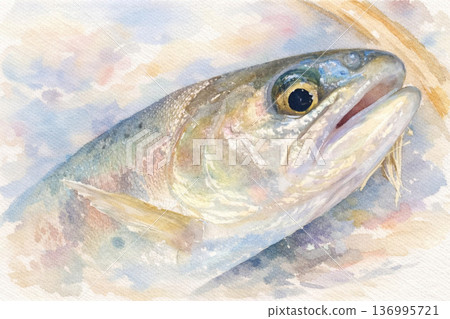 鱒魚的藏身之處。鱒魚的藏身之處。 2026.2.12(33) 136995721