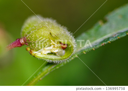 鳳仙花在夏季盛開,然後裂開並釋放種子。 鳳仙花在夏季盛開,然後裂開並釋放種子。 136995738