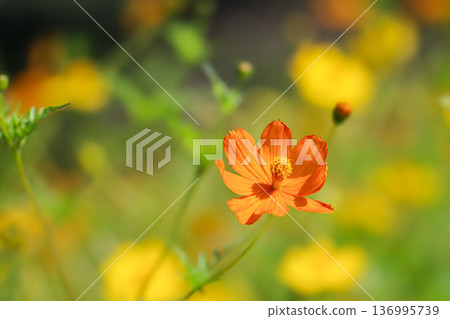 Orange yellow cosmos flowers blooming in a cosmos field 136995739