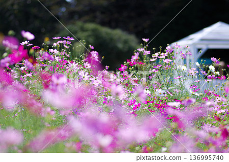 下關市的放鬆和遊戲刷新公園Toyoura Cosmos Field 下關市的放鬆和遊戲刷新公園Toyoura Cosmos Field 136995740