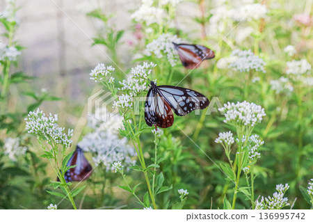 Migratory butterfly chestnut tiger butterfly perched on white Fujibakama 136995742