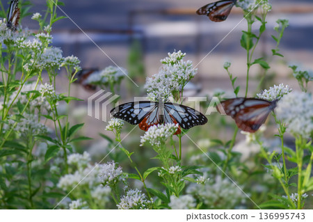 Migratory butterfly chestnut tiger butterfly perched on white Fujibakama 136995743