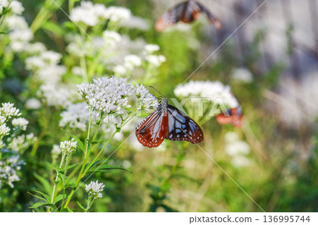 Migratory butterfly chestnut tiger butterfly perched on white Fujibakama 136995744