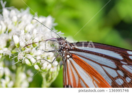 Migratory butterfly chestnut tiger butterfly perched on white Fujibakama Migratory butterfly chestnut tiger butterfly perched on white Fujibakama 136995746