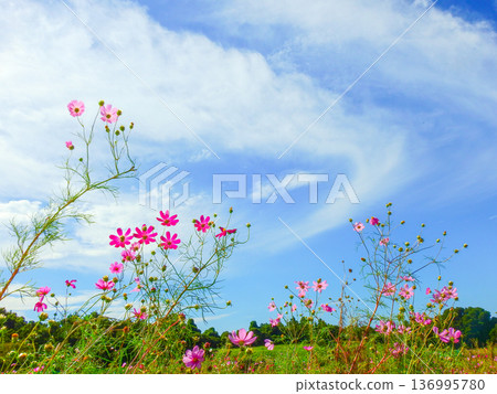 Pink cosmos flowers blooming in a cosmos field and the autumn sky Pink cosmos flowers blooming in a cosmos field and the autumn sky 136995780