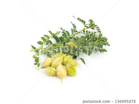 Fresh chickpea leaves and pods isolated. Green shoots and twigs of a legume plant 136995878