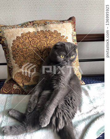 A Scottish Fold cat with distinctive folded ears and striking amber eyes sits attentively indoors. Purebred pet A Scottish Fold cat with distinctive folded ears and striking amber eyes sits attentively indoors. Purebred pet 136995925