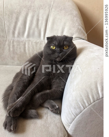 Lazy fat Grey cat Scottish fold on sofa at home, relaxed pet Lazy fat Grey cat Scottish fold on sofa at home, relaxed pet 136995926