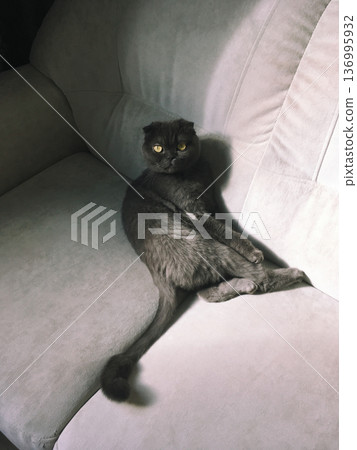 Surprised Scottish Fold cat with yellow eyes, sits curiously indoors, captivated by its surroundings with an innocent and inquisitive gaze Surprised Scottish Fold cat with yellow eyes, sits curiously indoors, captivated by its surroundings with an innocent and inquisitive gaze 136995932