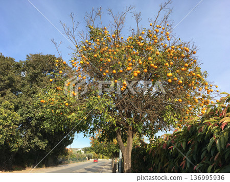 Orange tree with fruits against blue sky. Agriculture, Mediterranean farming, and natural vitamin source. Orange tree with fruits against blue sky. Agriculture, Mediterranean farming, and natural vitamin source. 136995936