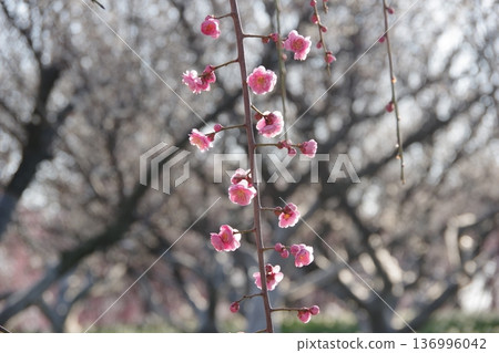 梅花告訴春天的到來 梅花告訴春天的到來 136996042