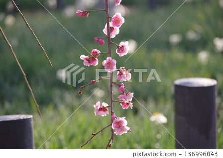 梅花 梅花 136996043
