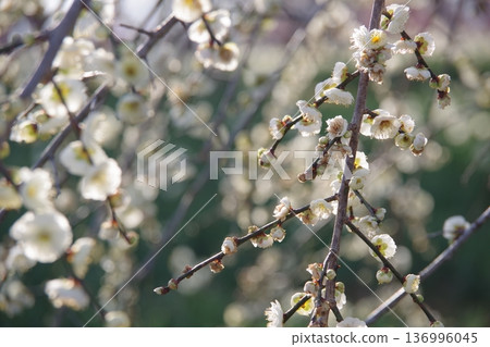 white plum blossom white plum blossom 136996045