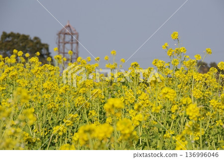 油菜田 油菜田 136996046