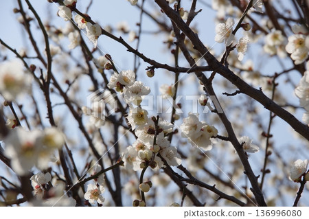White plum shining in the blue sky White plum shining in the blue sky 136996080