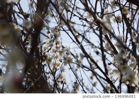 Plum blossom Plum blossom 136996081