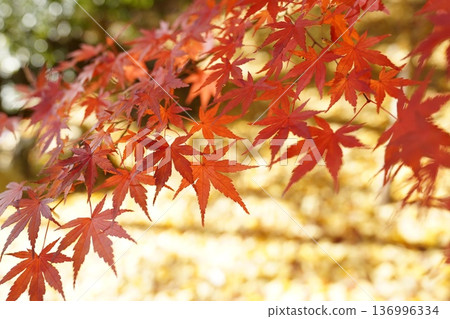 A carpet of vibrant red maples and golden ginkgo trees A carpet of vibrant red maples and golden ginkgo trees 136996334