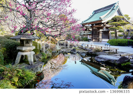 A Japanese garden with plum blossoms in full bloom in spring A Japanese garden with plum blossoms in full bloom in spring 136996335