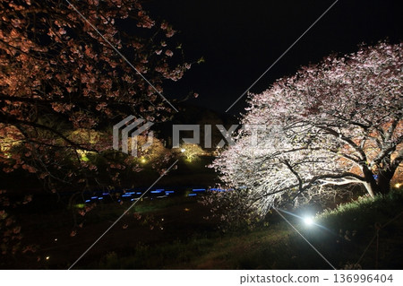 Illuminated cherry blossoms at night Illuminated cherry blossoms at night 136996404