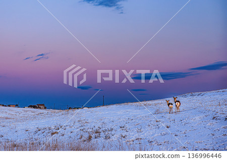 冬季的落石海岸,黃昏時分,蝦夷鹿佇立在雪地裡,天空景色壯麗。 冬季的落石海岸,黃昏時分,蝦夷鹿佇立在雪地裡,天空景色壯麗。 136996446