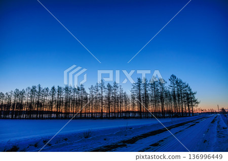 清晨,十勝町的景色美不勝收,防風林和白雪皚皚的田野構成了一幅絕美的畫面。 清晨,十勝町的景色美不勝收,防風林和白雪皚皚的田野構成了一幅絕美的畫面。 136996449