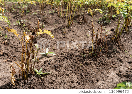 Potato plants in a field suffering from blight, a common plant disease causing significant crop damage and agricultural loss Potato plants in a field suffering from blight, a common plant disease causing significant crop damage and agricultural loss 136996473