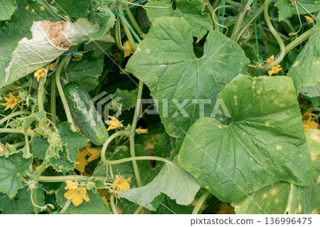 Cucumber plant leaf displaying symptoms of fungal disease, showing yellow spots on its green surface. Crop infections, agricultural problems, farming Cucumber plant leaf displaying symptoms of fungal disease, showing yellow spots on its green surface. Crop infections, agricultural problems, farming 136996475