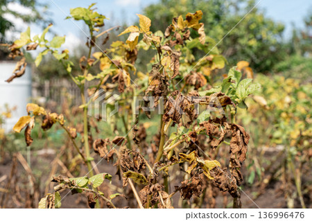 Potato plants in a field suffering from blight, a common plant disease causing significant crop damage and agricultural loss Potato plants in a field suffering from blight, a common plant disease causing significant crop damage and agricultural loss 136996476