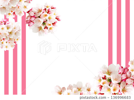 Cherry blossom background Cherry blossom background 136996683