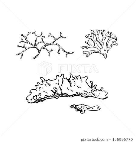 Black and white line art of taiga mosses and lichen forms. Hand-drawn ink illustration. Suitable for botanical prints, eco branding, packaging, textiles, and educational materials 136996770