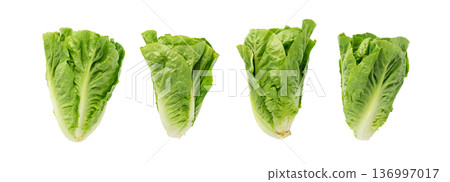 One romaine lettuce salad isolated. Cos green leaves, fresh romain salat head, raw cabbage 136997017