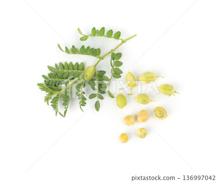 Fresh chickpea leaves and pods isolated. Green shoots and twigs of a legume plant 136997042