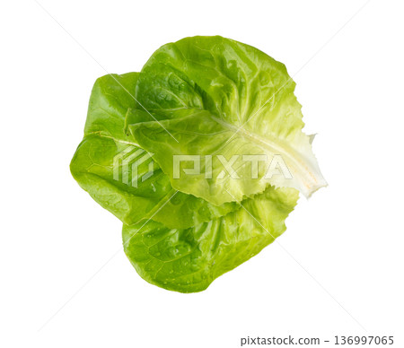 Romaine lettuce salad isolated. Cos green leaves, fresh romain salat head, raw cabbage Romaine lettuce salad isolated. Cos green leaves, fresh romain salat head, raw cabbage 136997065