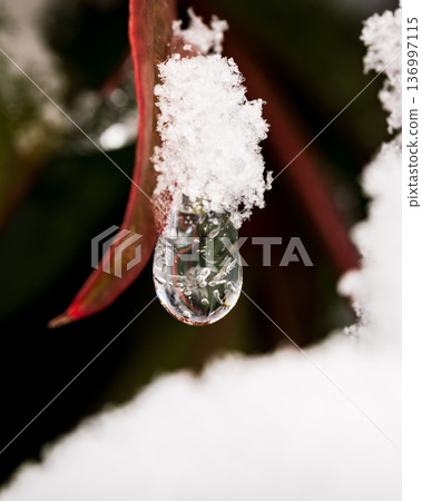 Frozen water droplets and snow on Nandina leaves, cotton cap on a winter morning 136997115