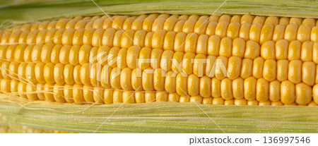 Sweet corn ears closeup. Fresh maize cob macro texture, autumn sweetcorn, corncob close up Sweet corn ears closeup. Fresh maize cob macro texture, autumn sweetcorn, corncob close up 136997546