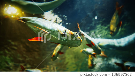 Silver Prochilodus Side View. Prochilodontidae Or Flannel-mouthed Characins. Silver Prochilodus And Pirapitinga Swim In Shanghai Ocean Aquarium. Piaractus Brachypomus Also Known As The Red-bellied 136997562