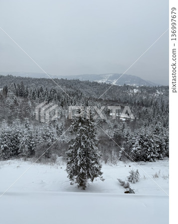 A dense forest of evergreen trees is completely covered in fresh white snow under a foggy gray sky, winter landscape, peaceful nature scenery. 136997679