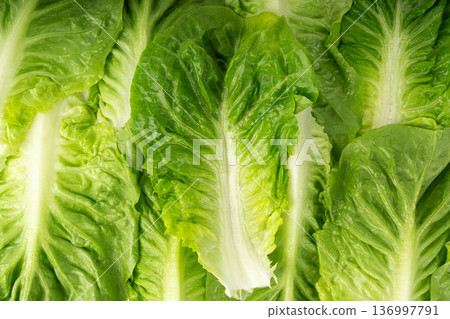 One romaine lettuce salad texture backgroound. Cos green leaves pattern, fresh romain salat 136997791