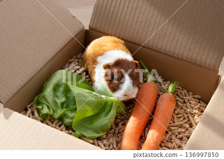 Guinea pig in cardboard, animal pet Guinea pig in cardboard, animal pet 136997850