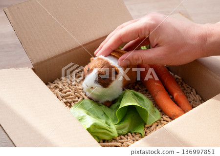 Guinea pig in cardboard, animal pet Guinea pig in cardboard, animal pet 136997851