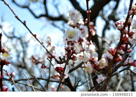 Spring close-up photo of plum blossoms blooming on a blue sky background Spring close-up photo of plum blossoms blooming on a blue sky background 136998013