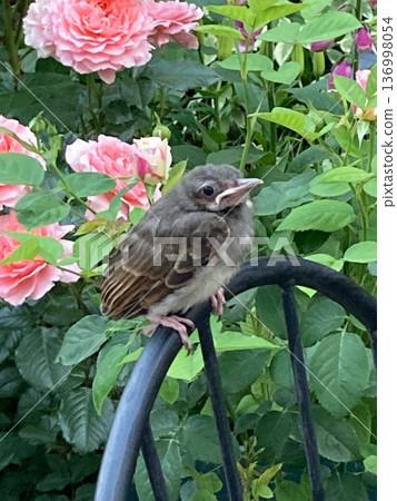 Brown-eared brown-eared chicks leaving the nest 136998054