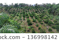 green orange grove in the morning 136998142