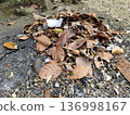 old leaves 136998167