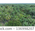 coconut trees in the afternoon 136998207