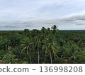 coconut trees in the afternoon 136998208
