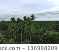 coconut trees in the afternoon 136998209