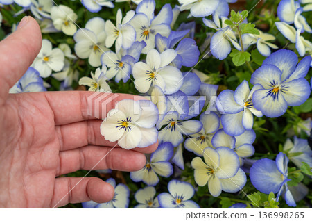 Small Violet Pansies on Palm Hand, Tricolor Viola Close up, Viola Flowers Bed, Heartsease Mix Small Violet Pansies on Palm Hand, Tricolor Viola Close up, Viola Flowers Bed, Heartsease Mix 136998265