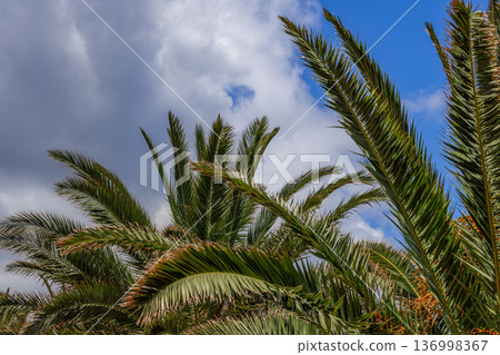 Upward view of arching palm fronds under open sky dense green foliage creates repeating lines shapes 136998367