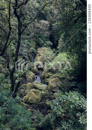 Moody PR9 Caldeirao Verde ravine near Santana Madeira, ferns mossy rocks and branches Moody PR9 Caldeirao Verde ravine near Santana Madeira, ferns mossy rocks and branches 136998400